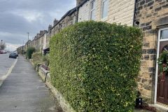 Hedge trimming and gardening services in Sheffield