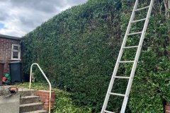 Hedge trimming in Sheffield