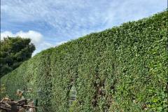 Hedge trimming services in Sheffield